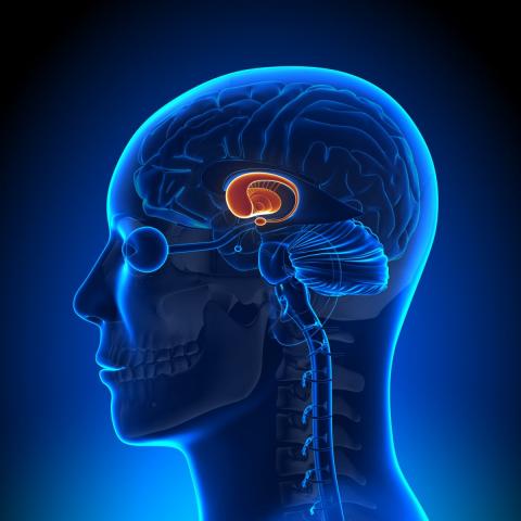Neurofisiologia del Ejercicio